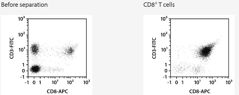 Separation of a Leukopak sample using the StraightFrom Leukopak CD8 MicroBead Kit and the MultiMACS Cell24 Separator Plus with the Multi-24 Column Block. Cells were fluorescently stained with CD3-PE, CD8‑APC, as well as CD45‑VioBlue and analyzed by flow cytometry using the MACSQuant Analyzer. Cell debris and dead cells were excluded from the analysis based on scatter signals and propidium iodide fluorescence.